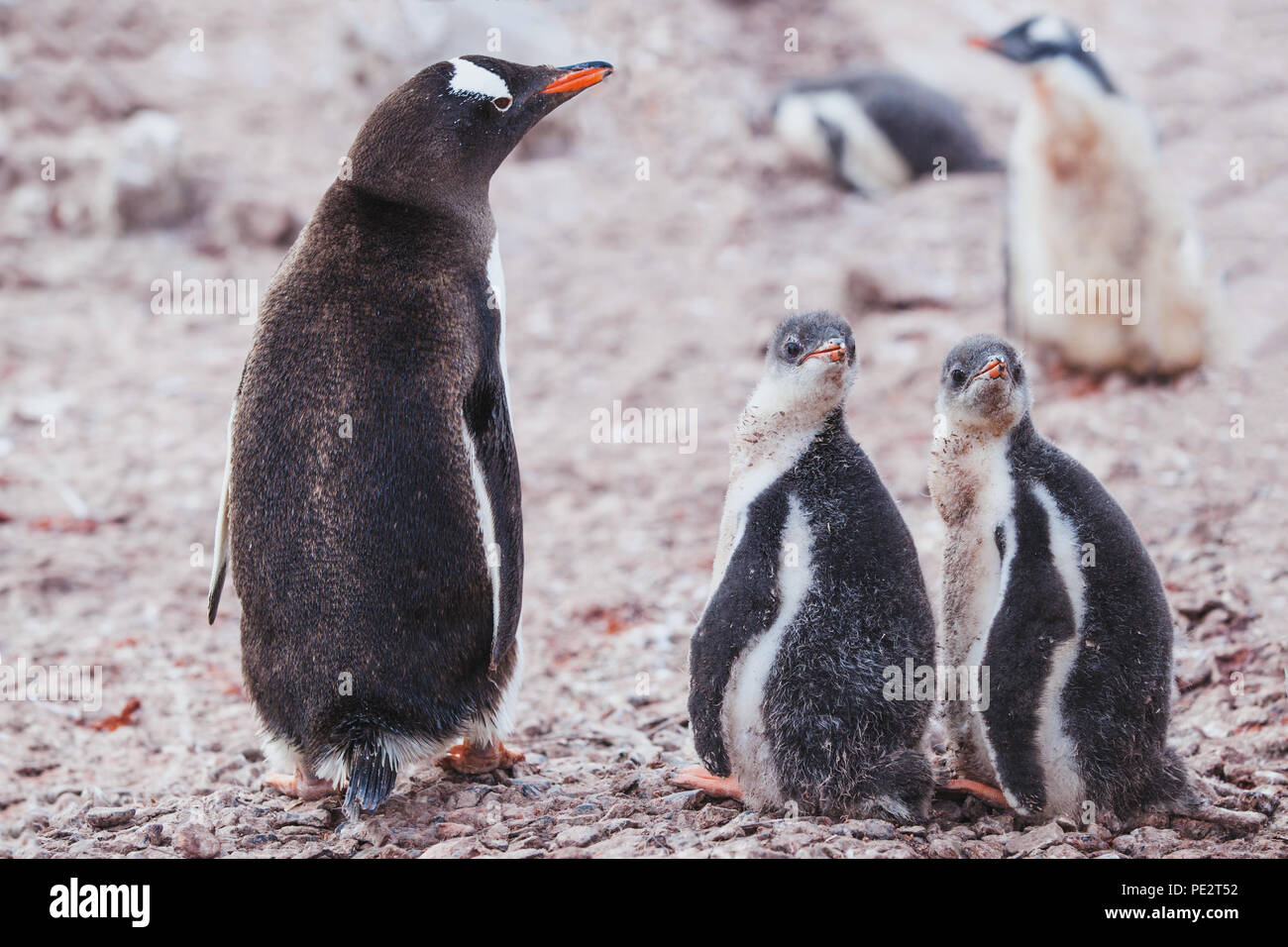 Adorable Bebe Pingouin Banque D Image Et Photos Alamy Adorable Bebe Pingouin Banque D Image Et Photos Alamy