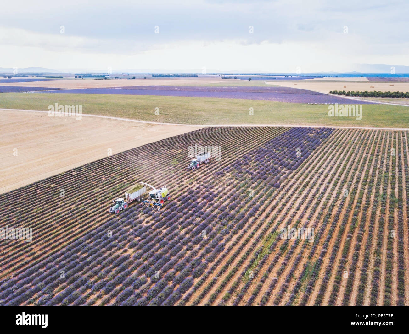 La récolte de lavande, vue aérienne de l'agriculteur récolte tracteur pour le parfum des fleurs en Provence, France Banque D'Images