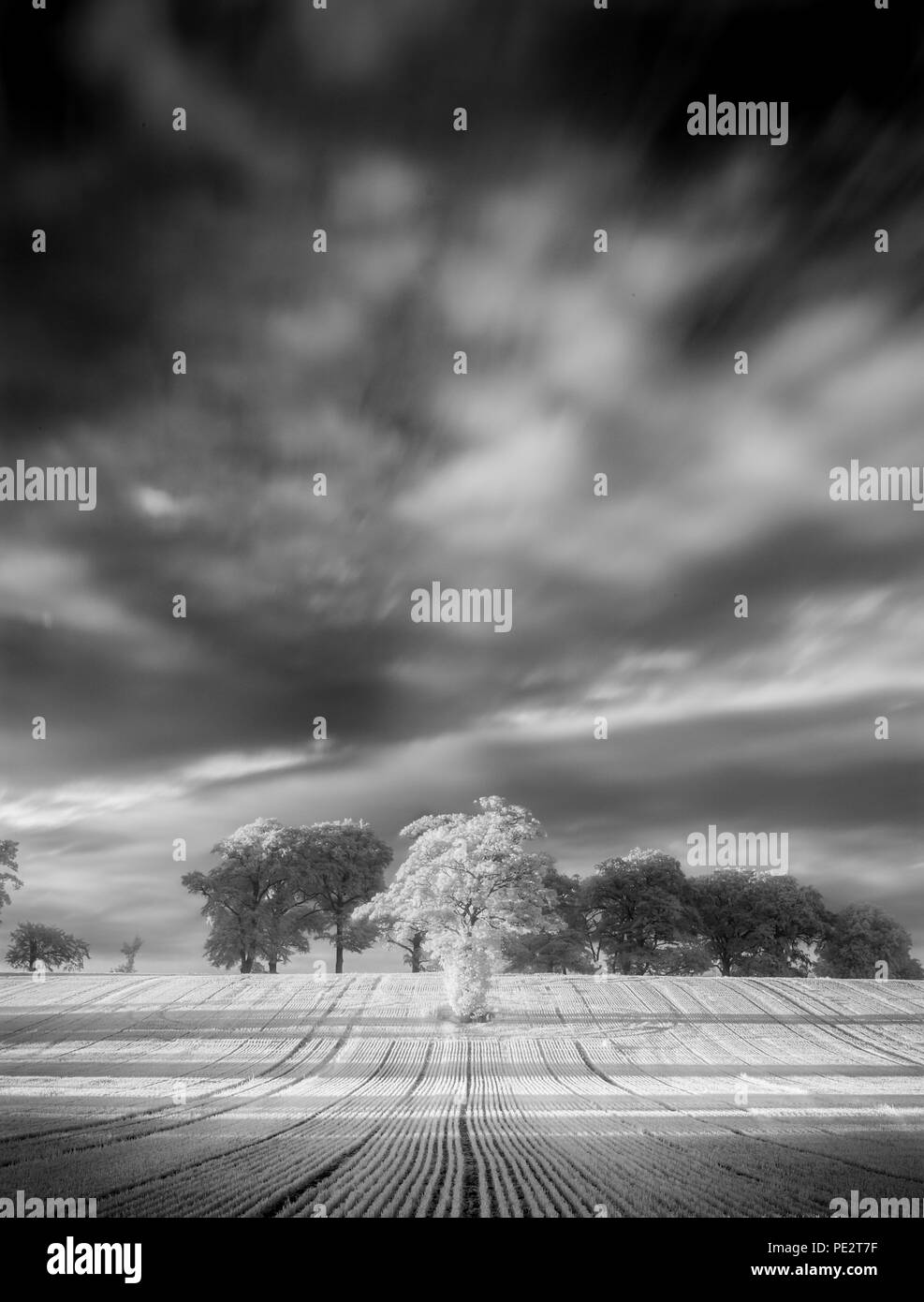 Arbre dans un champ tourné en infrarouge Banque D'Images