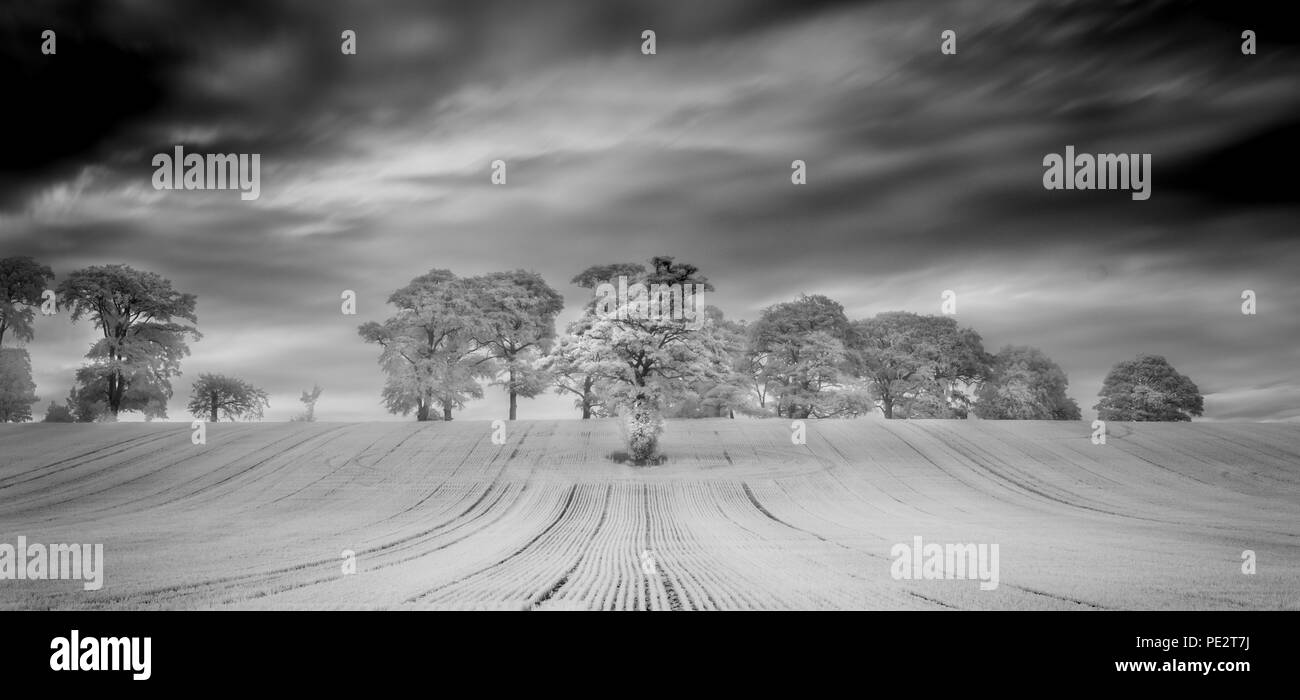 Arbre dans un champ tourné en infrarouge Banque D'Images