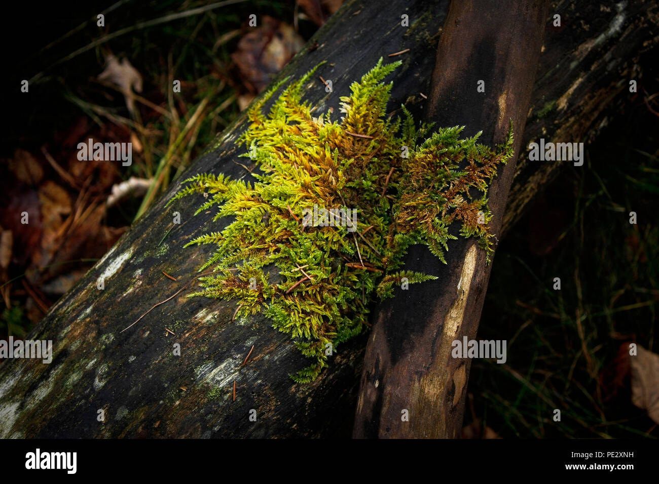 Touffe de mousse sur bois mort dans une forêt naturelle Banque D'Images