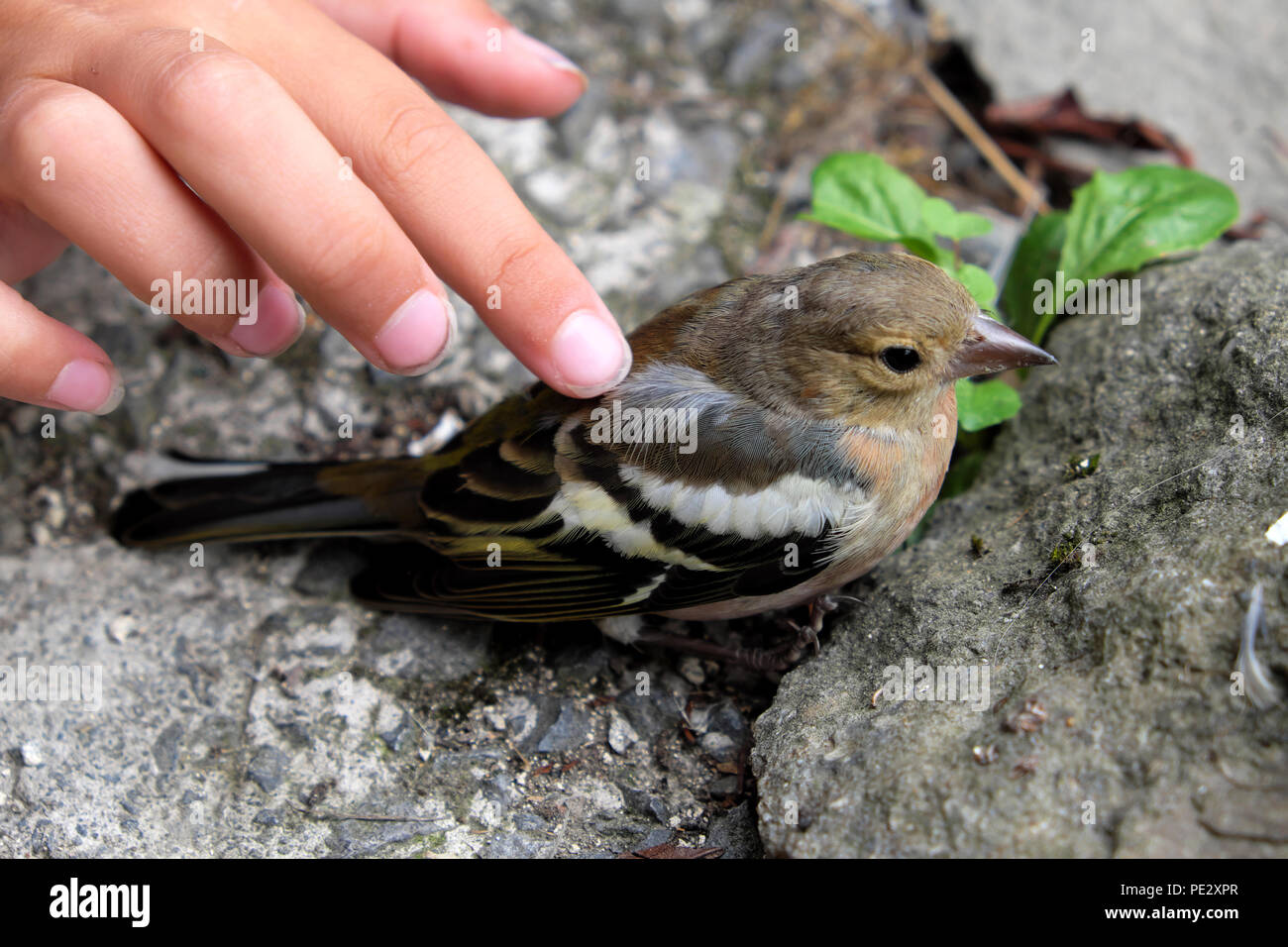 Main d'enfant doigts caressant un oiseau chaffinch assis sur le sol après s'être écrasé dans une fenêtre dans le Carmarthenshire Wales UK. KATHY DEWITT Banque D'Images
