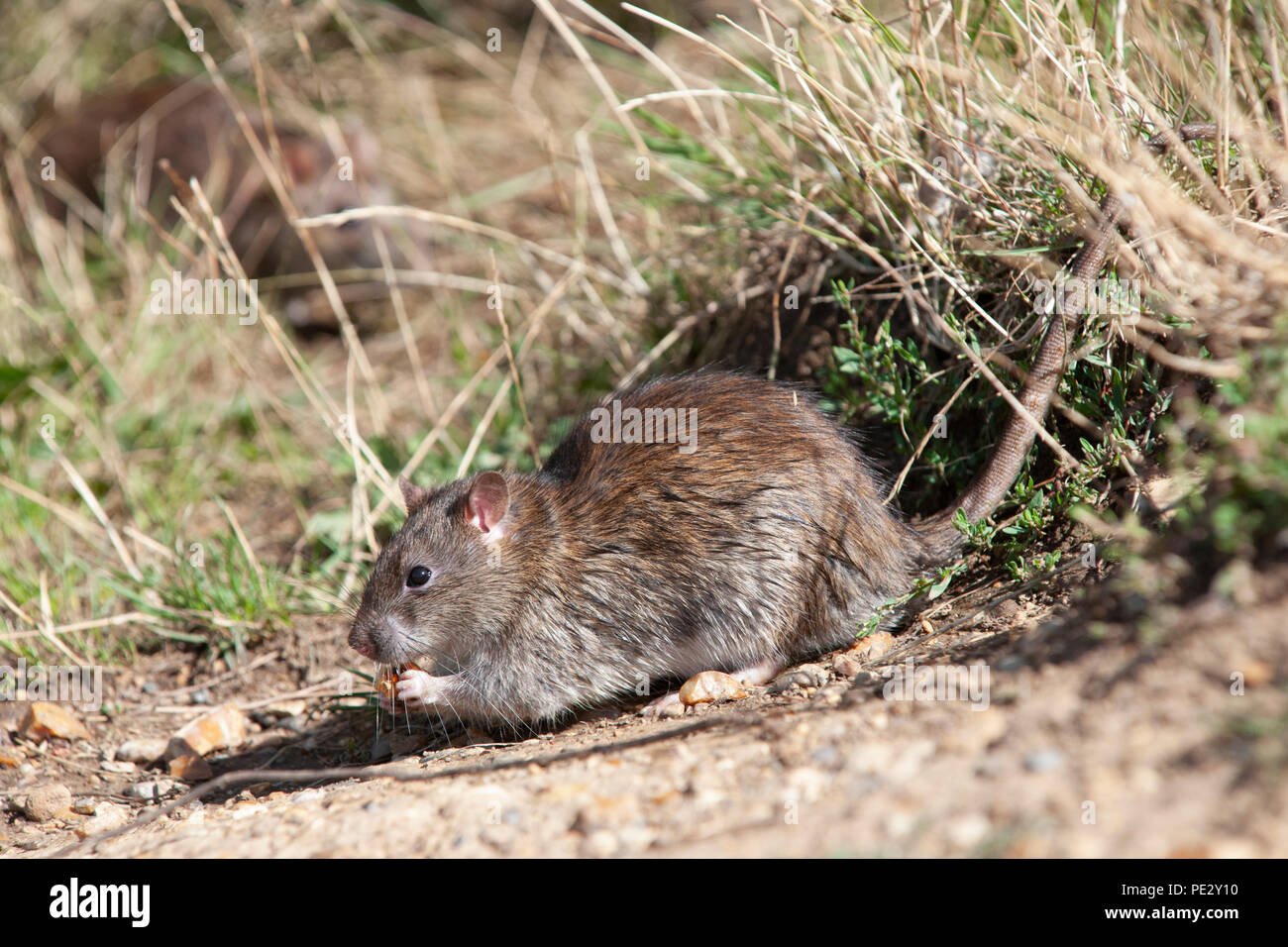 Rat brun (Rattus norvegicus), en se nourrissant de déchets alimentaires, Brent réservoir, également connu sous le nom de harpe galloise réservoir, Brent, London, United Kingdom Banque D'Images