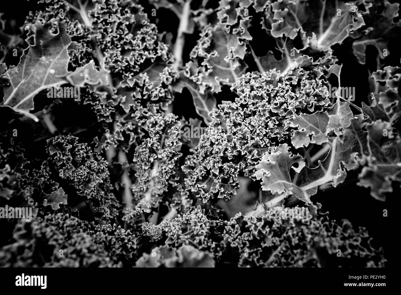 Feuille de chou frisé (feuilles) isolé sur un fond noir Banque D'Images