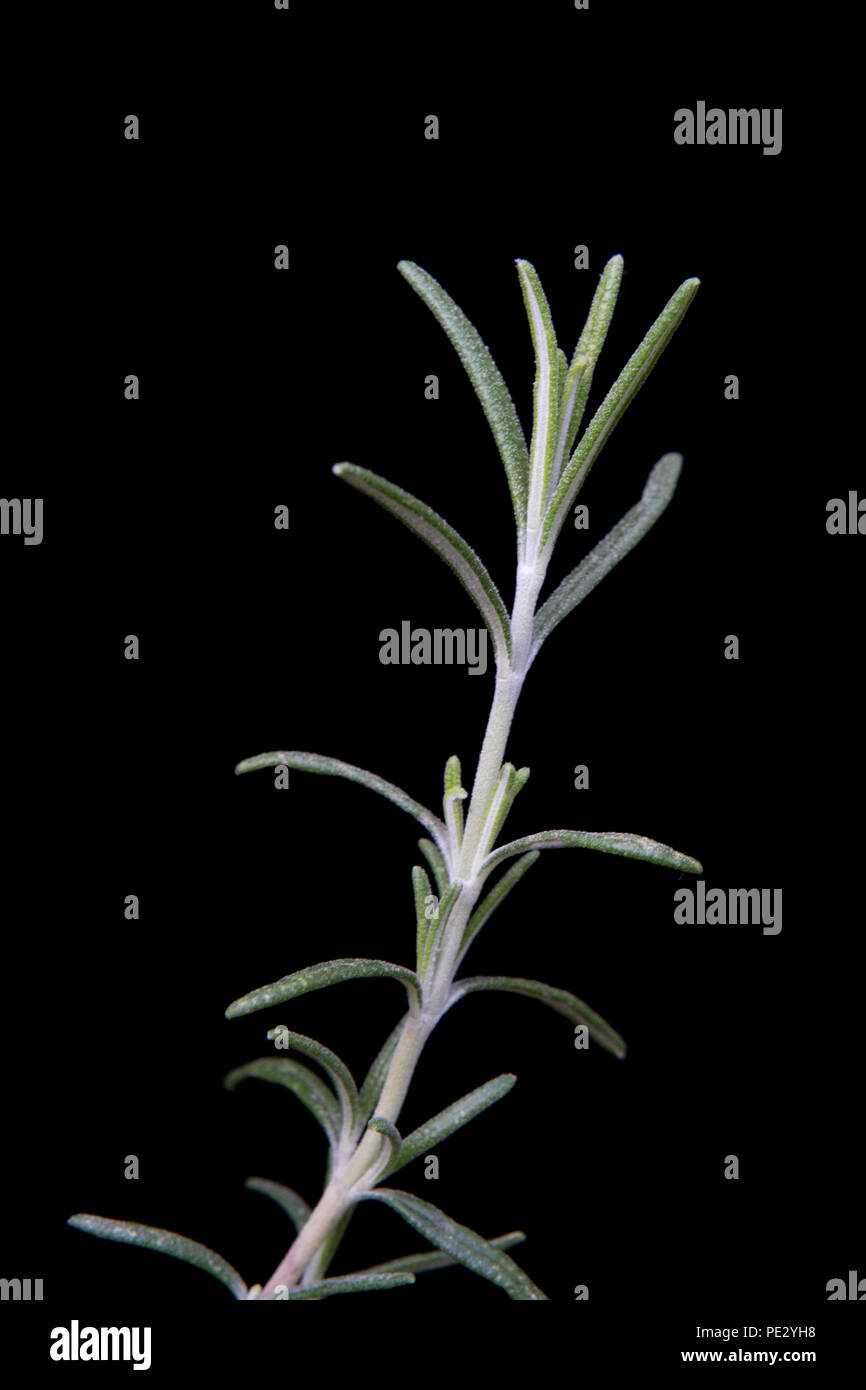 Romarin feuilles isolées sur un fond noir. Le romarin favorise la mémoire et a été explorée pour son utilisation d'une démence Banque D'Images