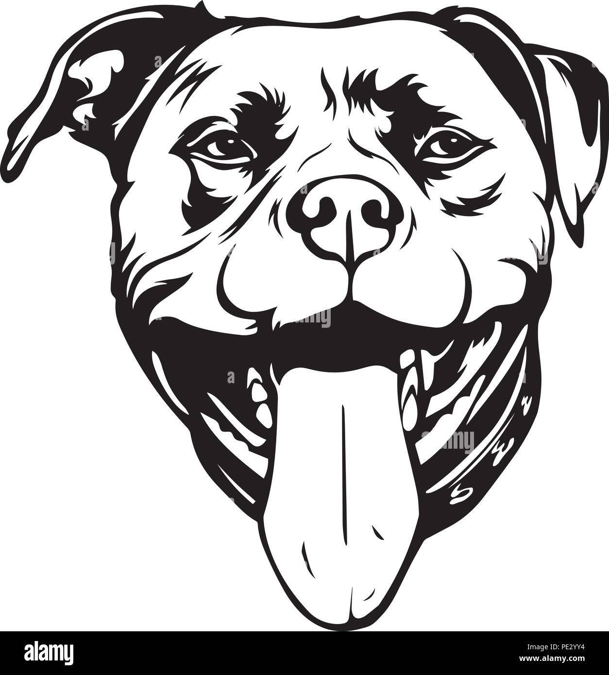 Pit Bull Pitbull Chien Race De Chien Chiot Face Isolé