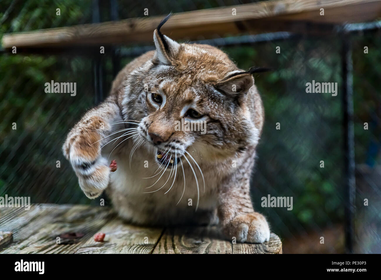 Wild lynx roux lancement d'attraper un morceau de viande crue dans une cage à un sanctuaire Banque D'Images