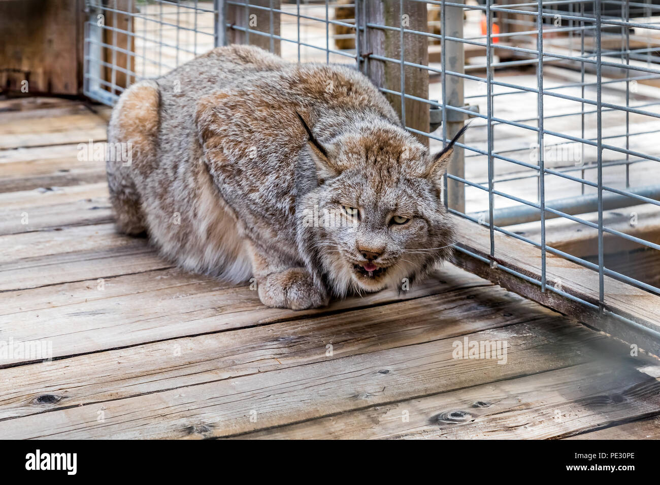 Les lynx sauvages et de l'alimentation à l'appareil photo à straignt, dans une cage à un sanctuaire Banque D'Images