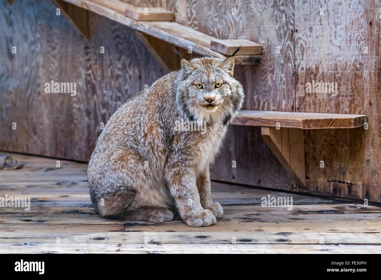 Les lynx sauvages regardant droit dans la caméra dans une cage à un sanctuaire Banque D'Images