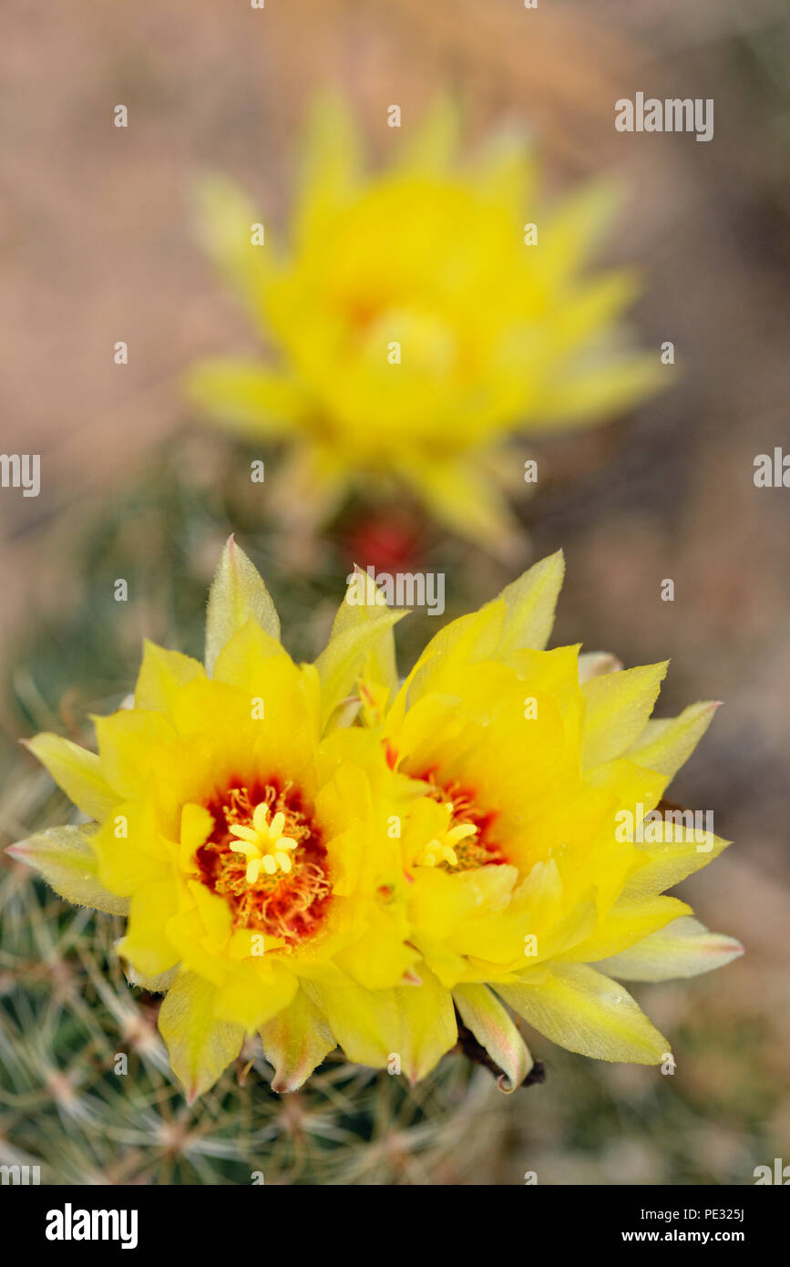 Poisson jaune-cactus Hamatocactus setispinus (crochet) fleur, Rio Grande City, Texas, États-Unis Banque D'Images