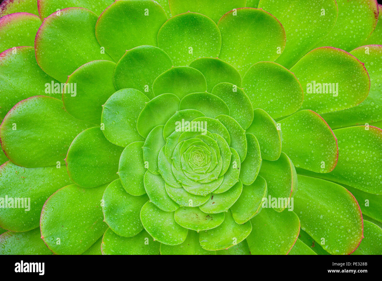 Terrarium Plante Mélange Sempervivum 20 Plantes - Succulentes Rustiques - Poule Et Poussin - Intérieur/Extérieur Plantes Succulentes Rustiques Terrarium Plante Mélange Sempervivum 20 Plantes - Succulentes Rustiques - Poule Et Poussin - Intérieur/Extérieur Plantes Succulentes Rustiques
