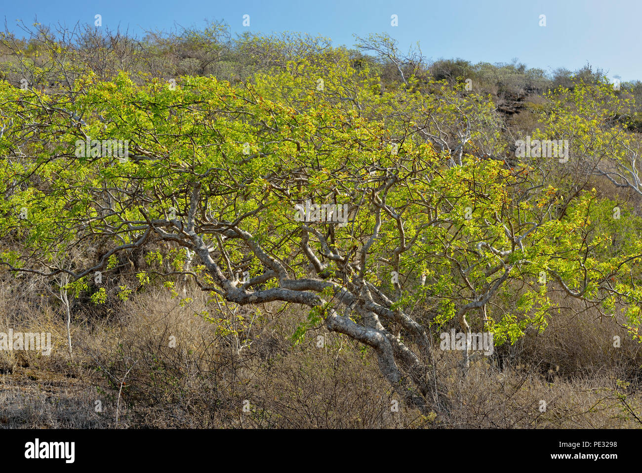 Palo Santo arbres avec le feuillage frais, le parc national des Îles Galapagos, l'île de Floreana, Equateur Banque D'Images