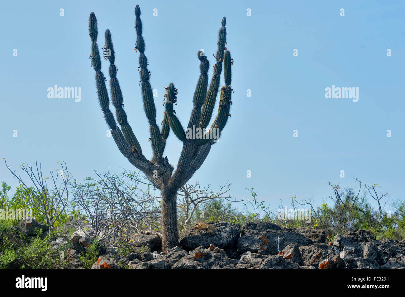 Cactus candélabres (Euphorbia lactea), parc national des Îles Galapagos, San Cristobal, l'île de Lobos, Equateur Banque D'Images