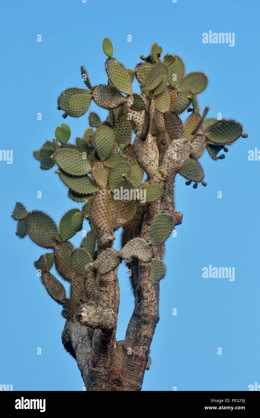 Galapageia arbre cactus (Opuntia), du parc national des Îles Galapagos, l'Équateur, l'île de Santa Fe Banque D'Images