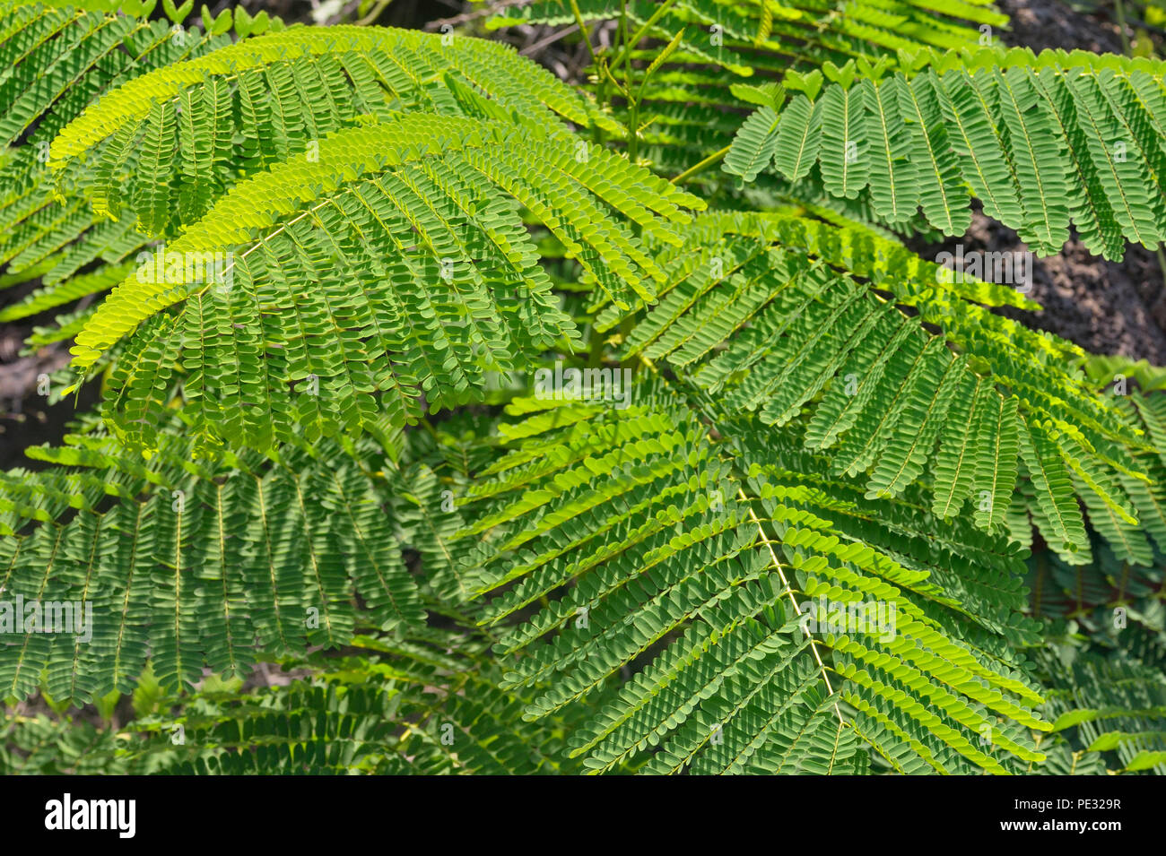 Acacia like foliage Banque de photographies et d'images à haute résolution  - Alamy