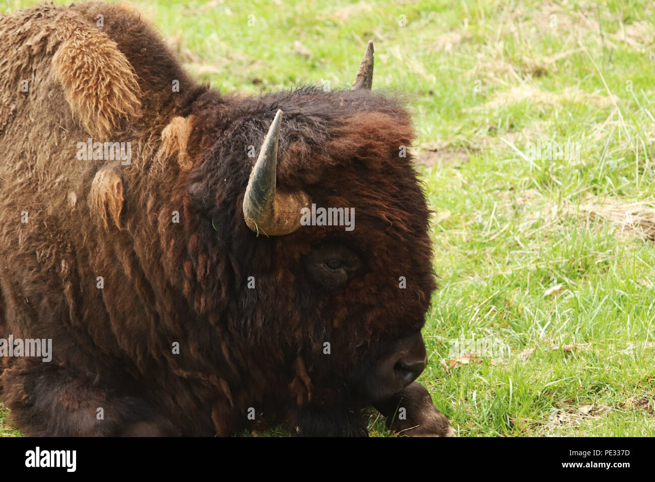 Grand bison d'Amérique Banque D'Images