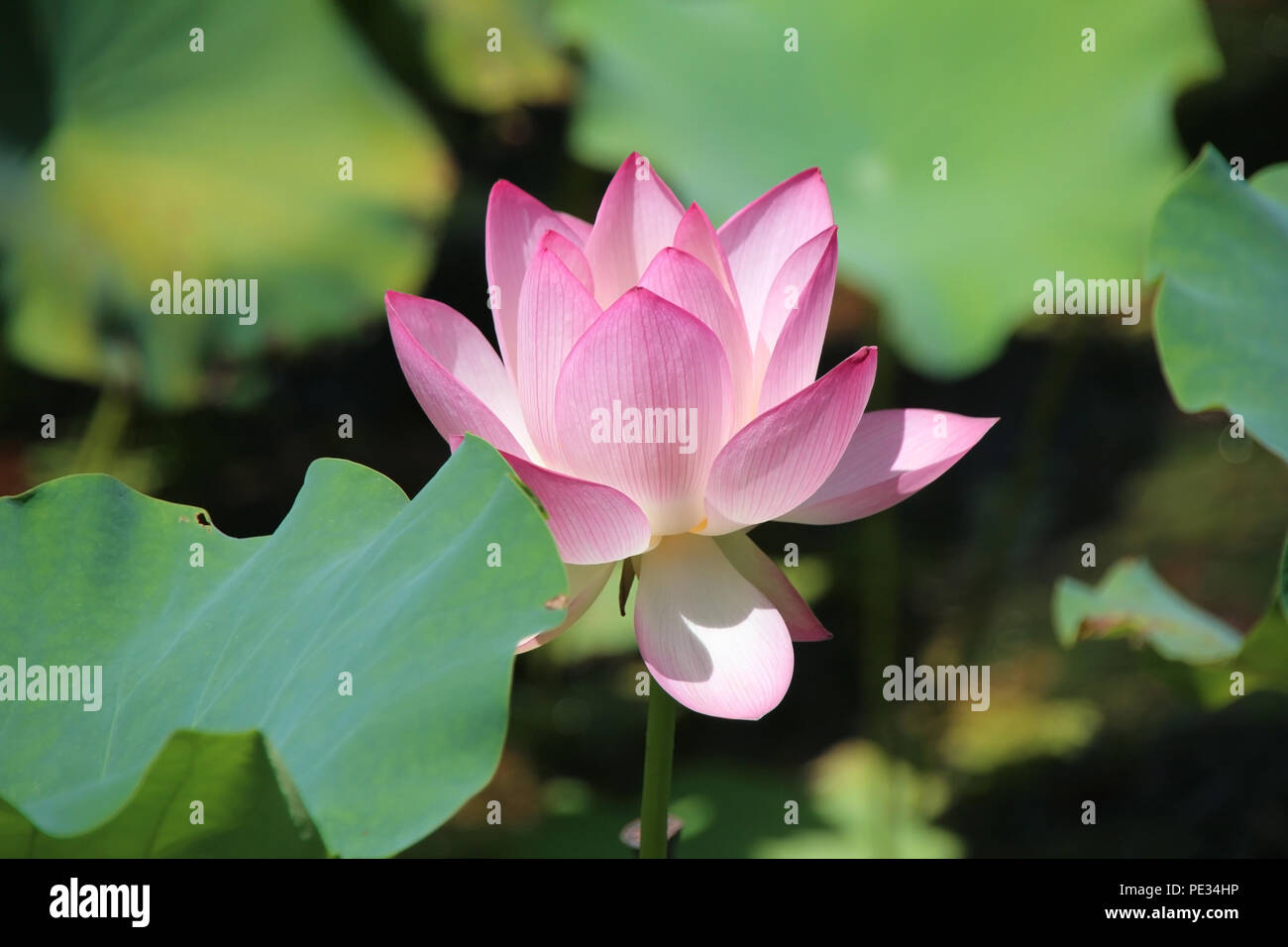 Belle lotus rose avec des feuilles de lotus vert, fleur de pureté, bouddhiste en étang de lotus blossom Banque D'Images