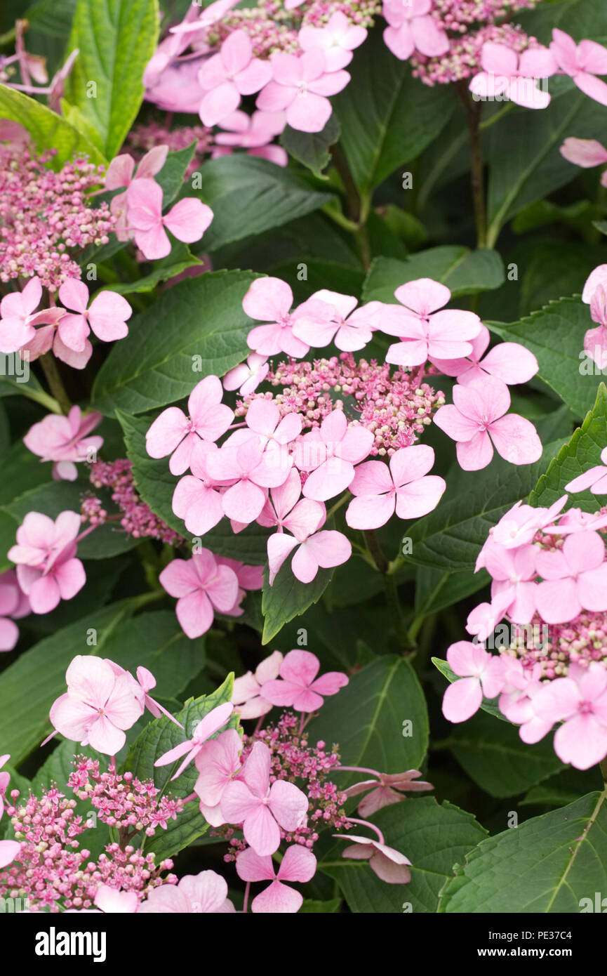Hydrangea macrophylla 'Veitchii' fleurs. Banque D'Images