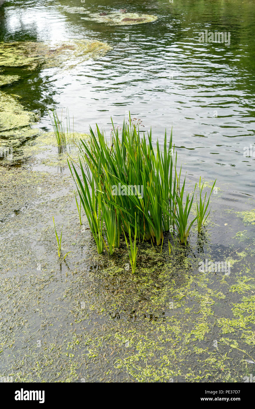Les mauvaises herbes et les roseaux de la rivière Banque D'Images