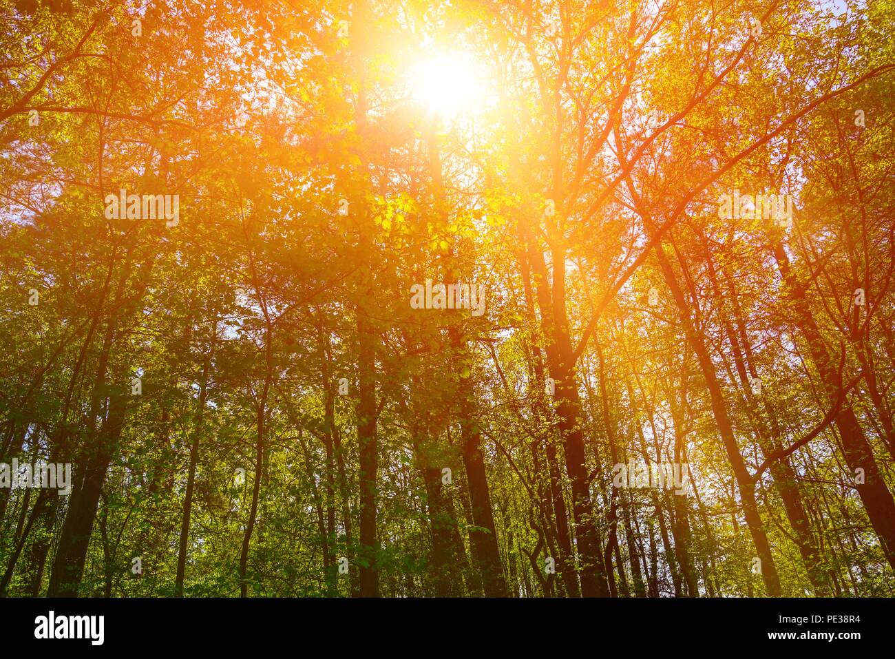 Lumière du soleil orange vive avec un reflet du soleil qui brille à travers de grands arbres dans une forêt. Banque D'Images