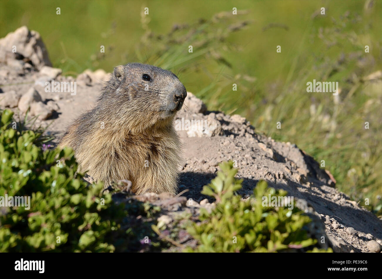 Portrait Marmotte alpine (Marmota marmota) debout devant son trou dans un terrain dans les Alpes françaises, Savoie à La Plagne Banque D'Images