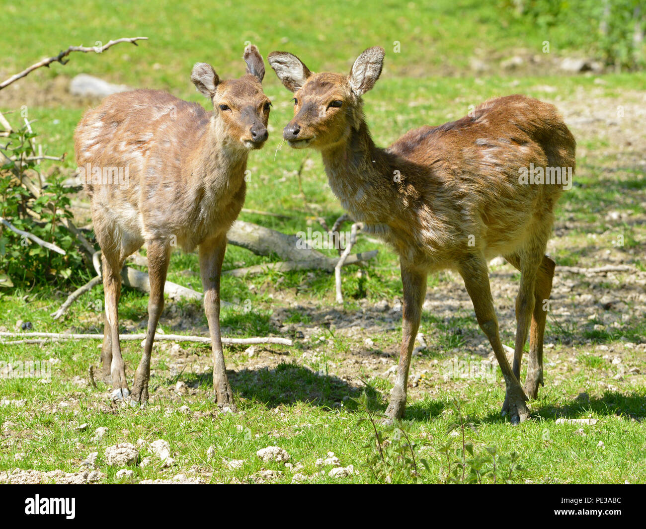 Deux femelles de Vietnamiens le cerf sika (Cervus nippon pseudaxis) Comité permanent sur l'herbe Banque D'Images
