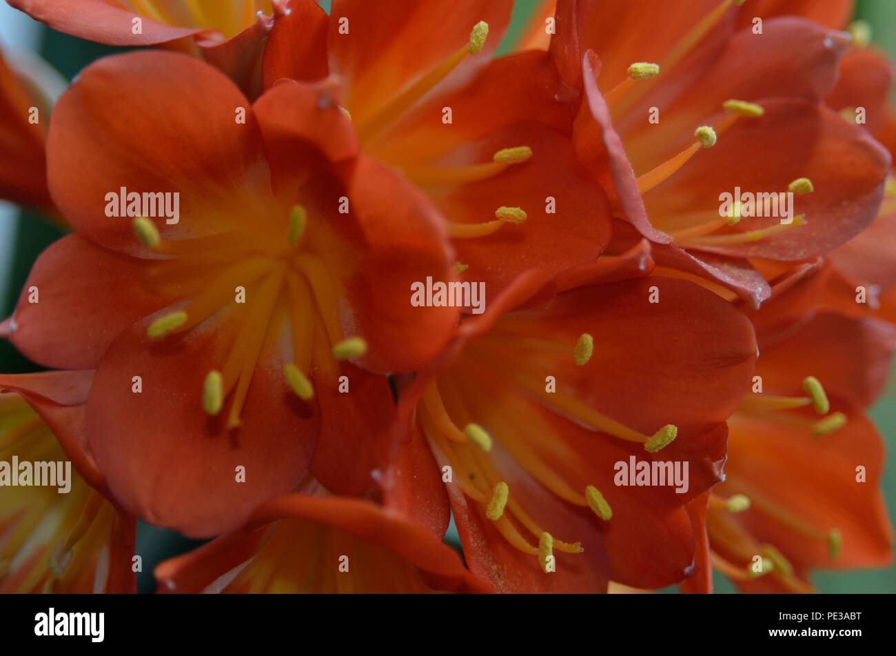Close up de fleurs colorées, l'Autriche, Europe Banque D'Images