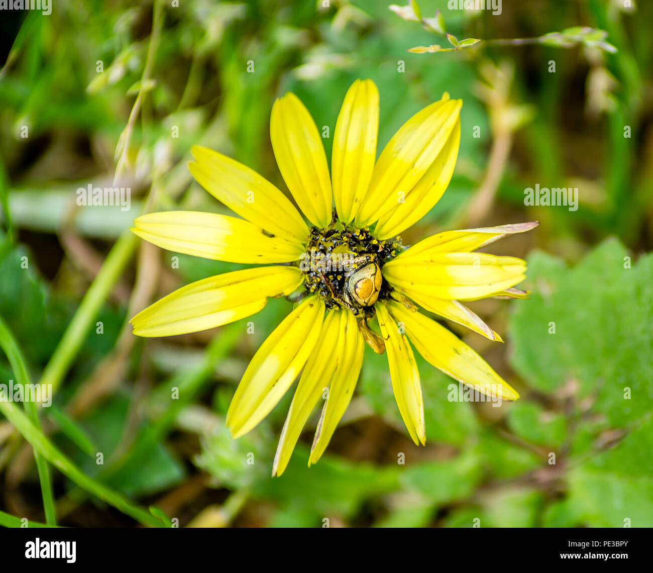 Fleur jaune avec un bug Banque D'Images
