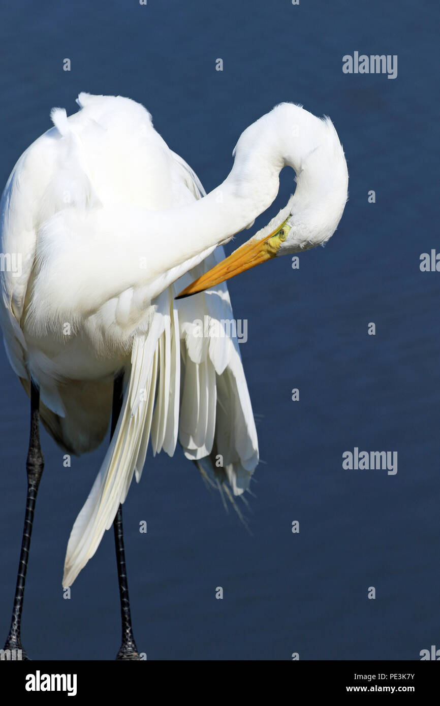 Grande Aigrette Ardea alba, Edwin B. Forsythe National Wildlife Refuge, New Jersey, USA Banque D'Images