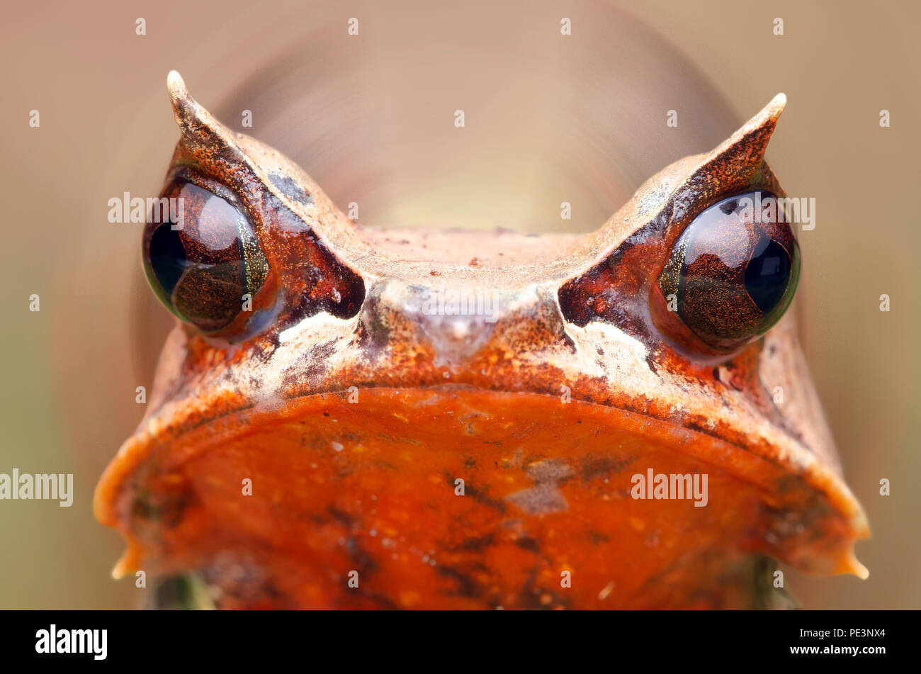 Megophrys nasuta mâle. La grenouille cornue bec long également connu sous le nom de malayan horned frog. Banque D'Images