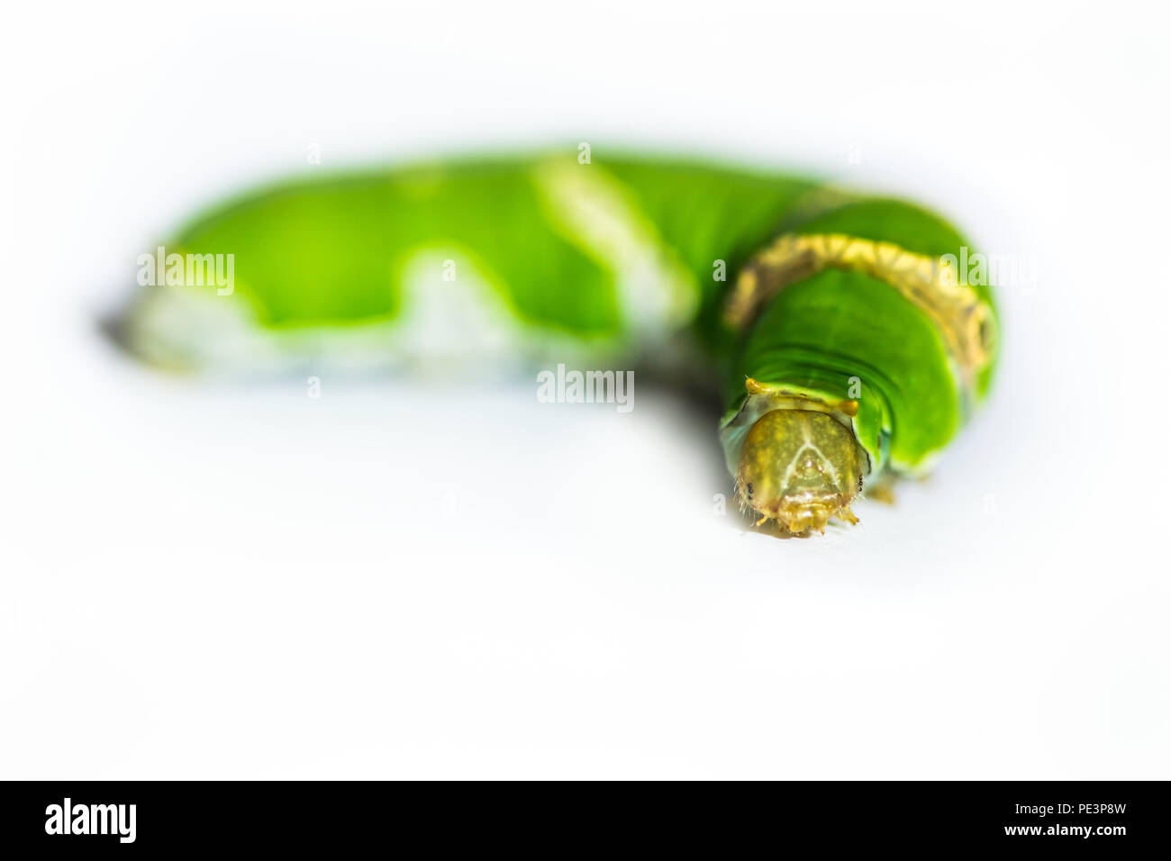 Worm Caterpillar vert sur fond blanc close up Banque D'Images