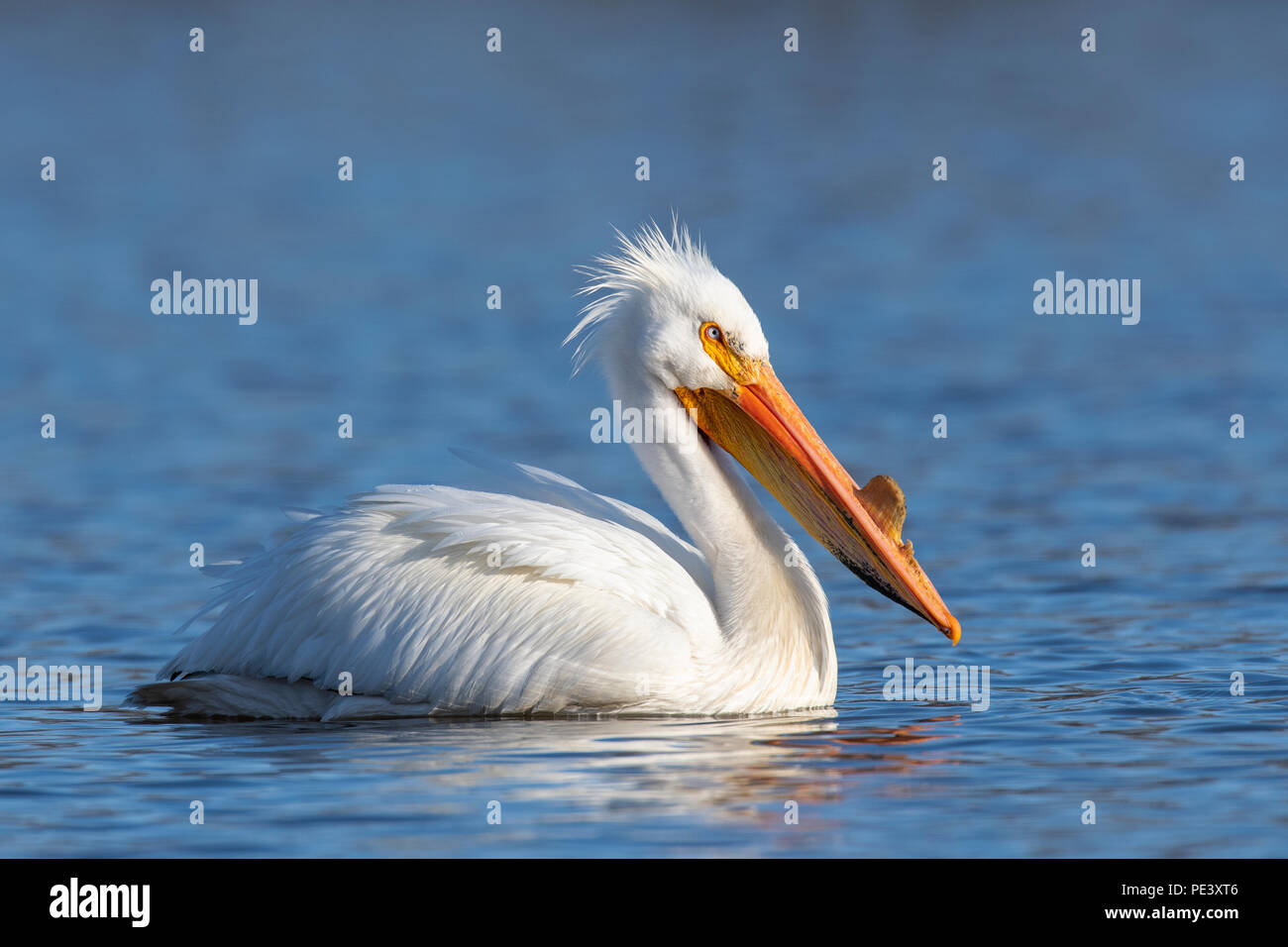 Pélican blanc (Pelecanus erythrorhynchos), Mississippi River, de migration de printemps, fin avril, MN, par Dominique Braud/Dembinsky Assoc Photo Banque D'Images