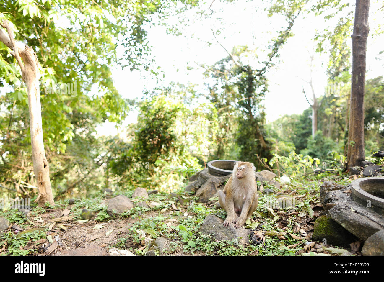 Singe mignon sauvage assis sur l'herbe. Banque D'Images