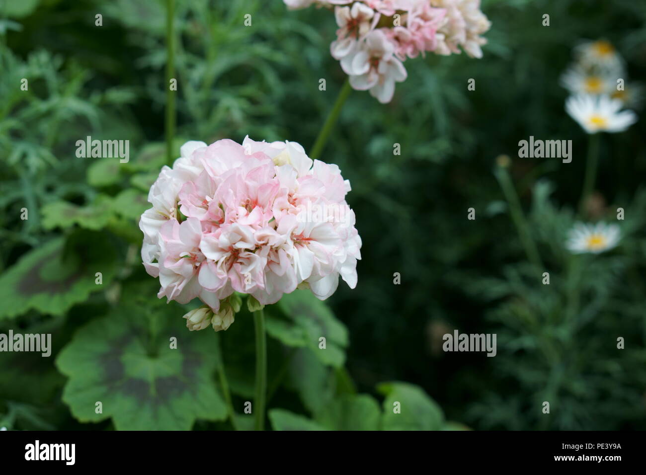 Fleur rose clair - Hydragea Banque D'Images