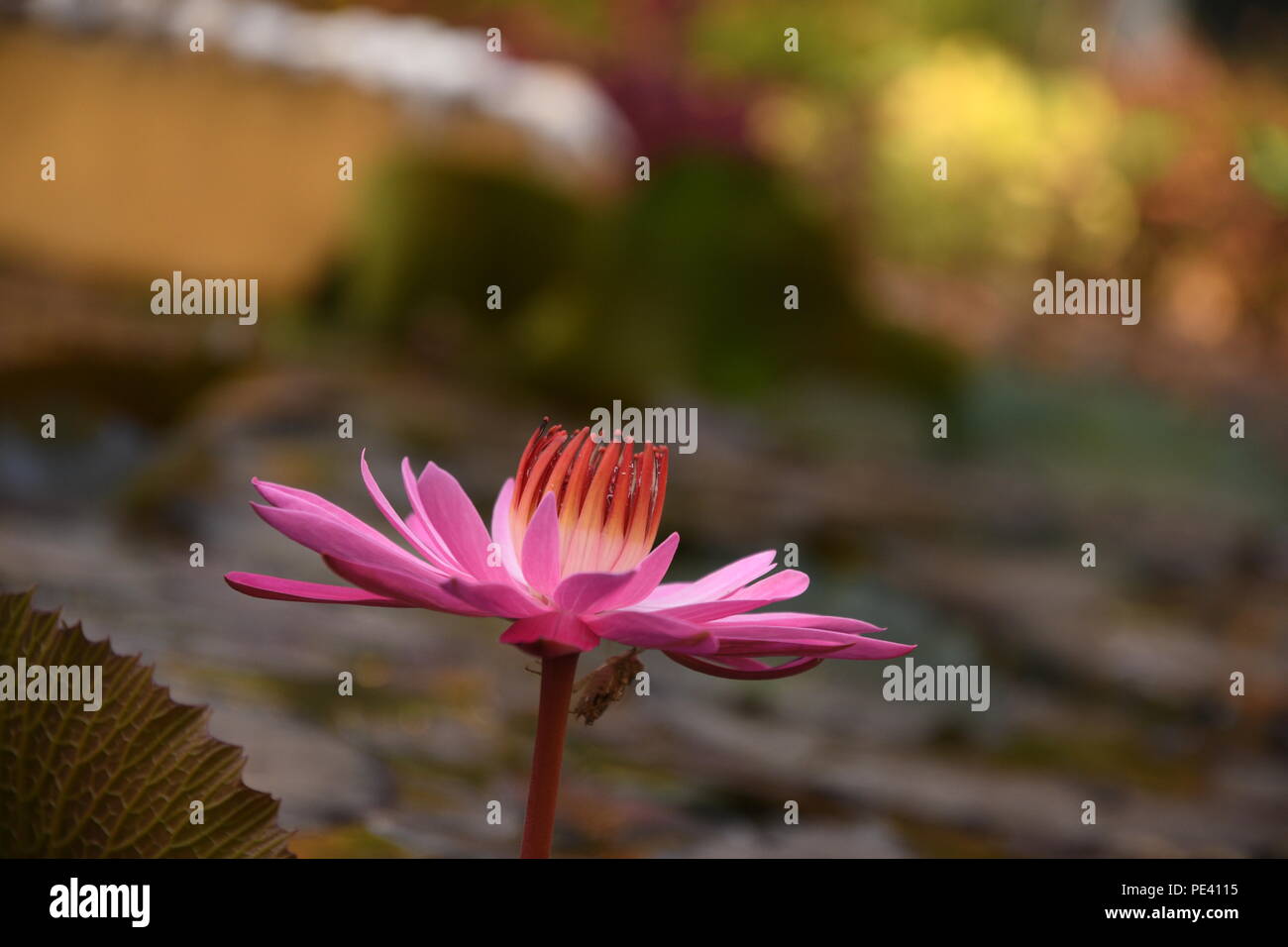 'Que je vis comme le lotus à l'aise dans l'eau trouble en faisant confiance à la lumière,qui poussent à travers la saleté et croire en un nouveau départ" Banque D'Images