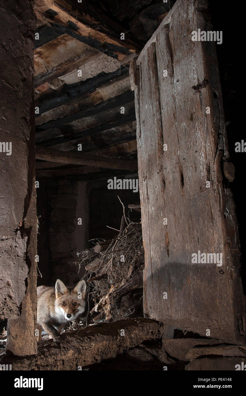 Renard roux, Vulpes vulpes, entrant dans une maison abandonnée à la recherche de nourriture Banque D'Images