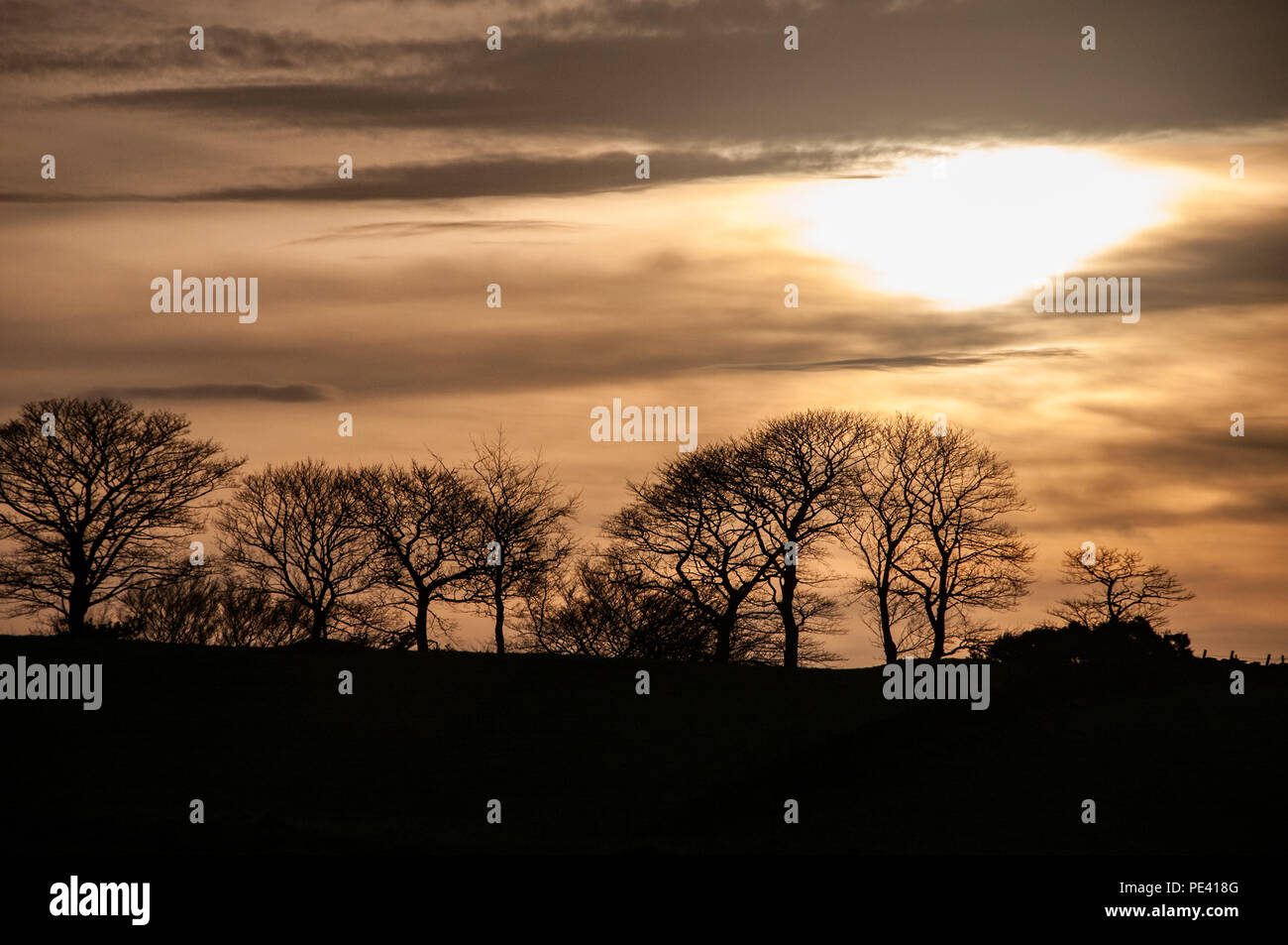 Arbres sans feuilles sur l'horizon alors que le soleil se couche sur la campagne du Cheshire, Royaume-Uni Banque D'Images