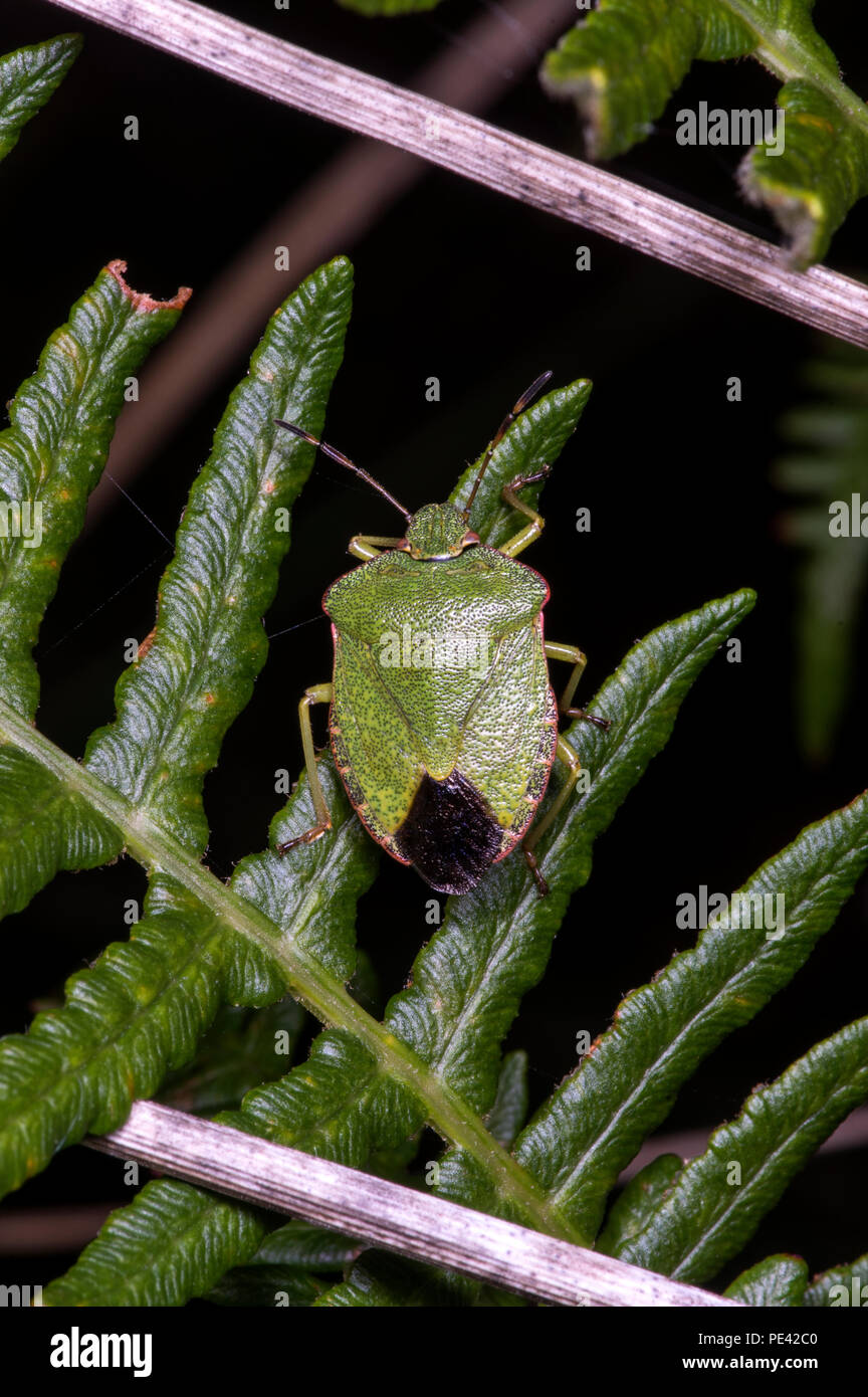 Un insecte commun dans le sud de la Grande-Bretagne une variété d'habitats Banque D'Images
