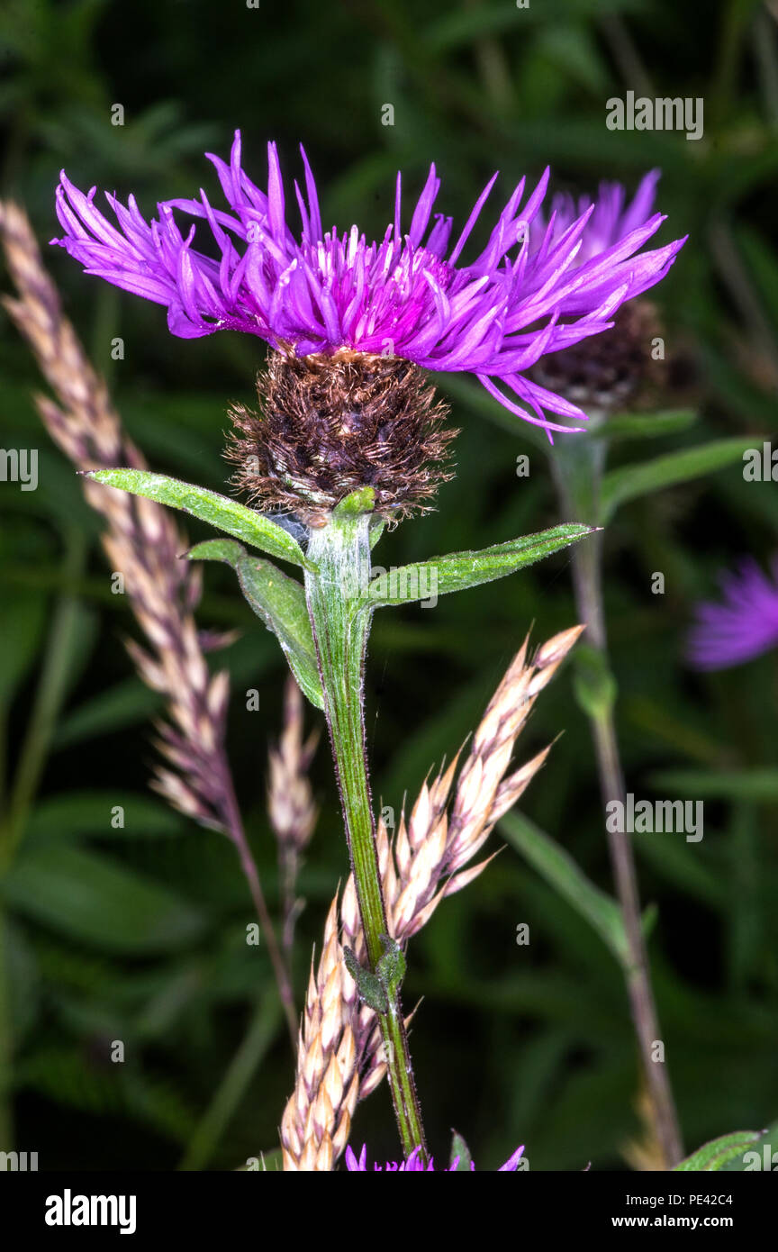 C'est le plus exceptionnel villeuse de la forme de cette fleur commune Banque D'Images