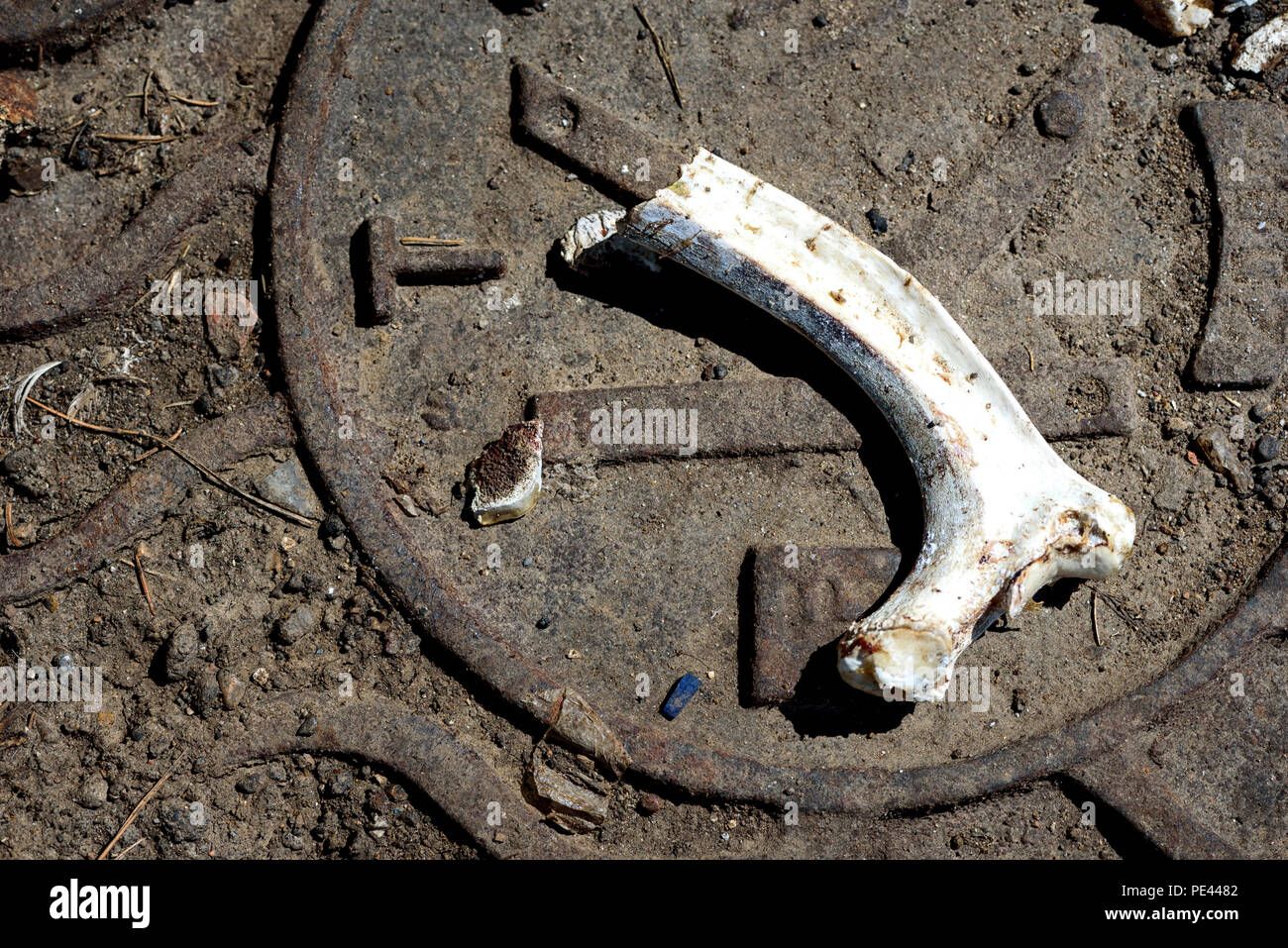 Blanc unique os animal blanchie sur un couvercle métallique Banque D'Images