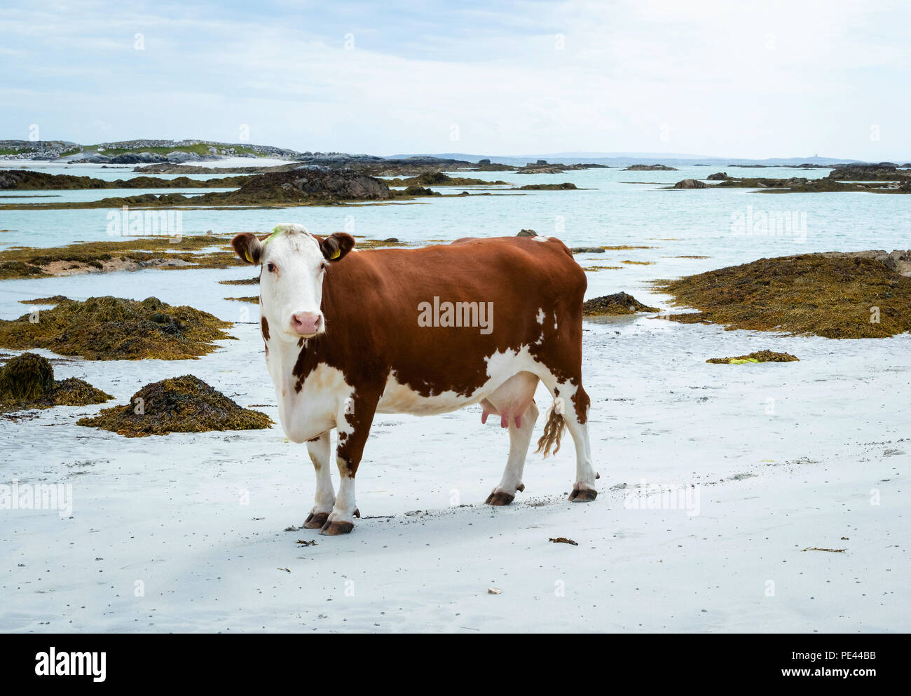 Vache sur la plage sur la côte du Connemara à l'ouest de l'Irlande - les vaches de pâturage profitez d'algues à marée basse et il est dit pour réduire les émissions de méthane Banque D'Images