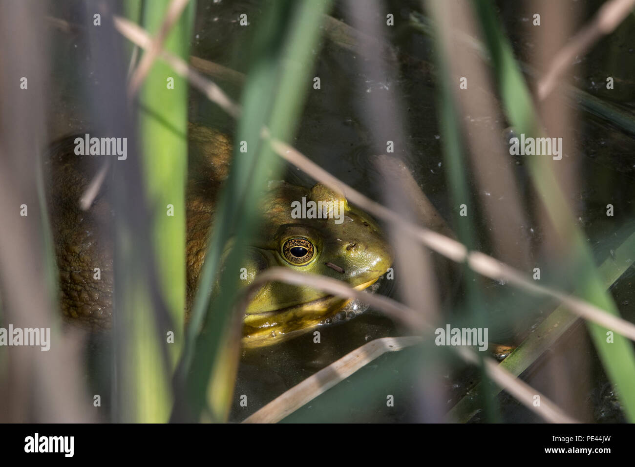 (Lithobates catesbeianus grenouille taureau américain) de Socorro County, Nouveau Mexique, USA. Banque D'Images