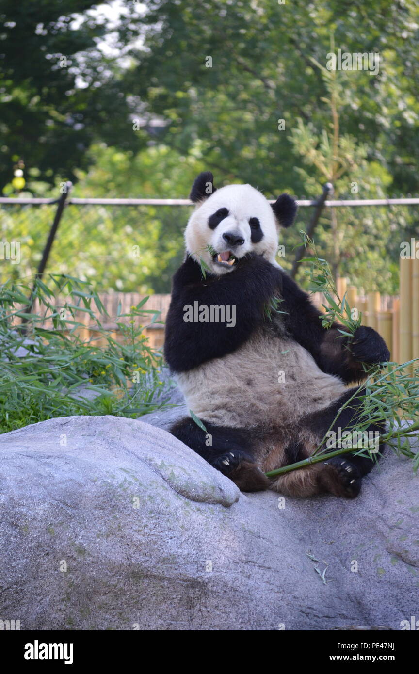 À panda zoo de Toronto à Toronto, Ontario Canada Banque D'Images