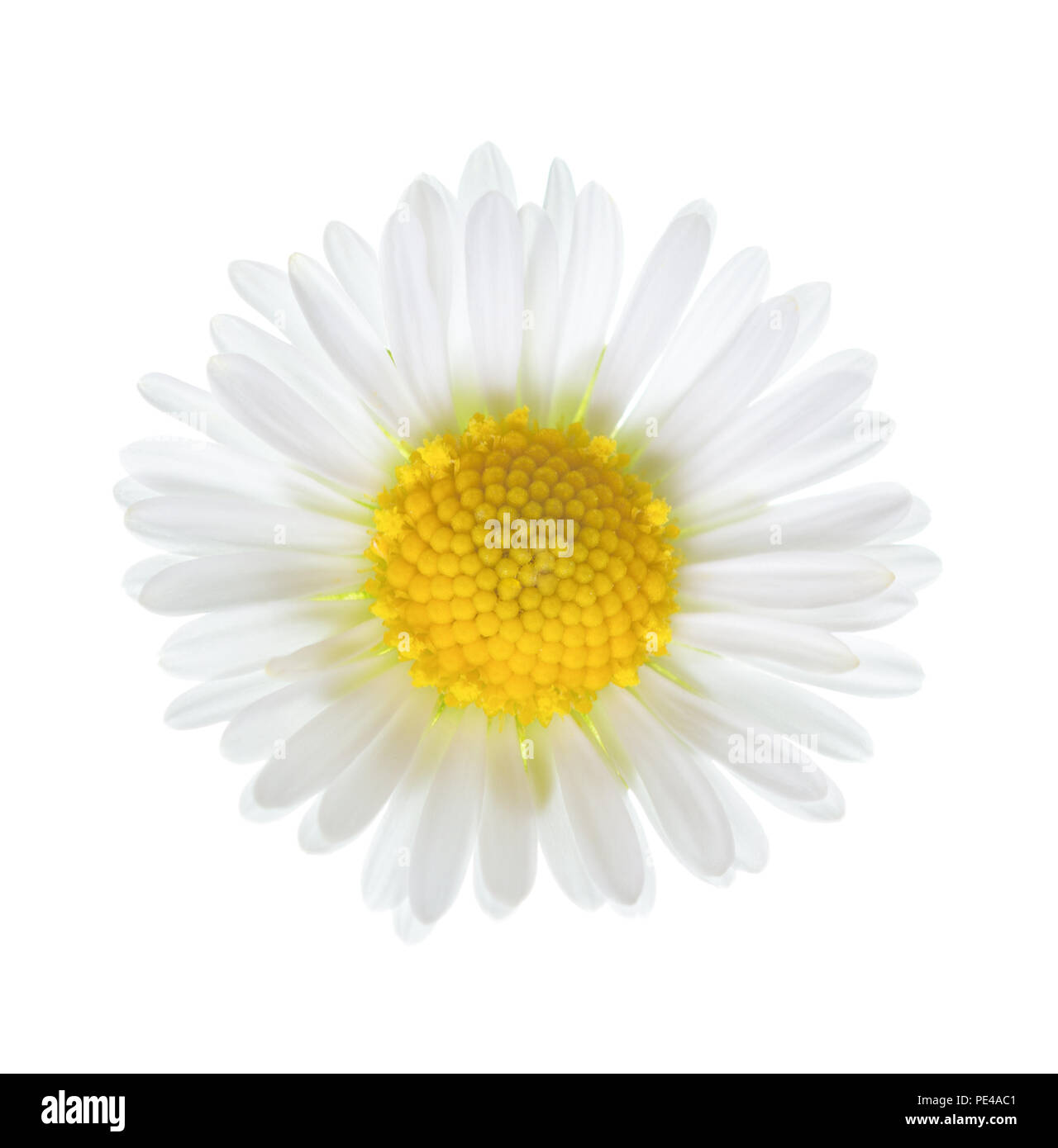 Close-up de petites fleurs Daisy (Bellis perennis ) isolé sur fond blanc. Banque D'Images