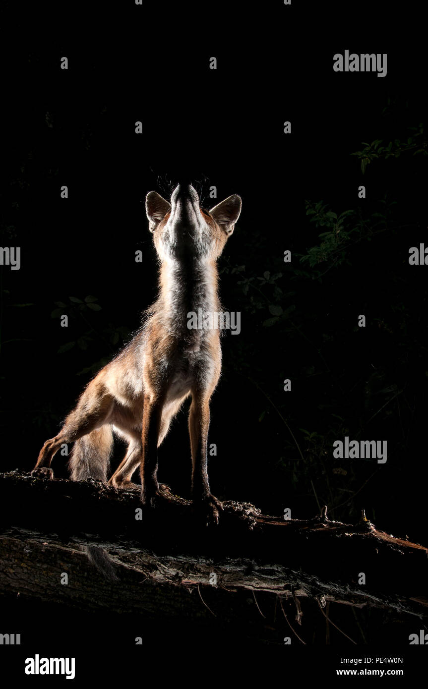 Renard roux, Vulpes vulpes, portrait sur le dessus d'un journal avec fond noir Banque D'Images