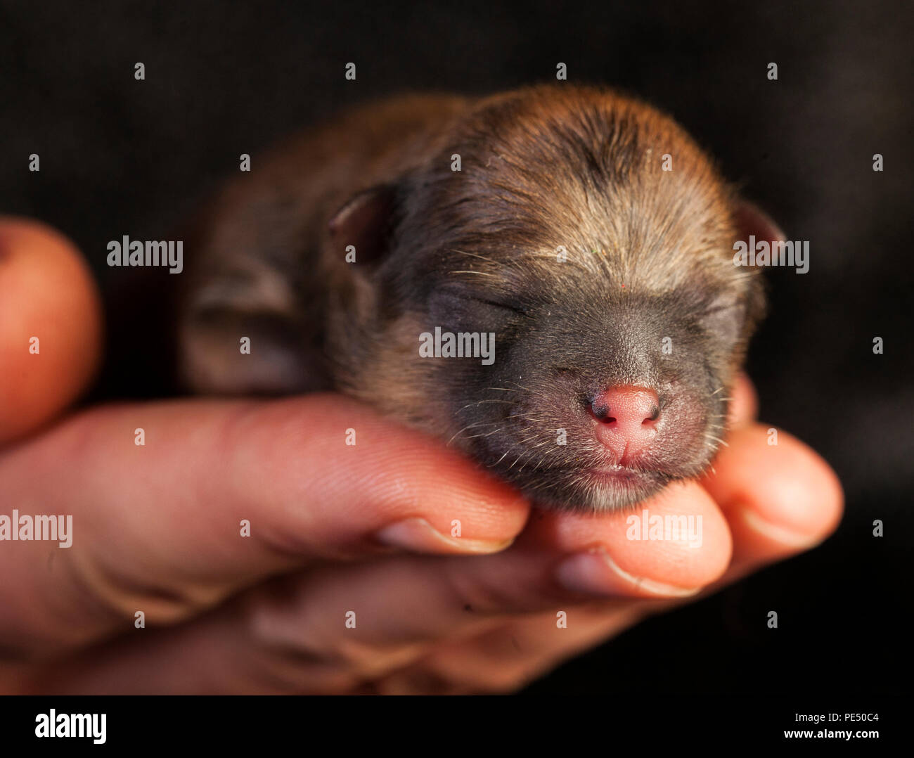 Nouveau-né de chiot Pomeranian dog dans la main Banque D'Images