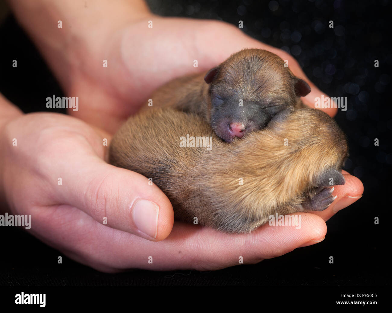 Nouveau-né de couple de chiot Pomeranian dog dans les mains Banque D'Images