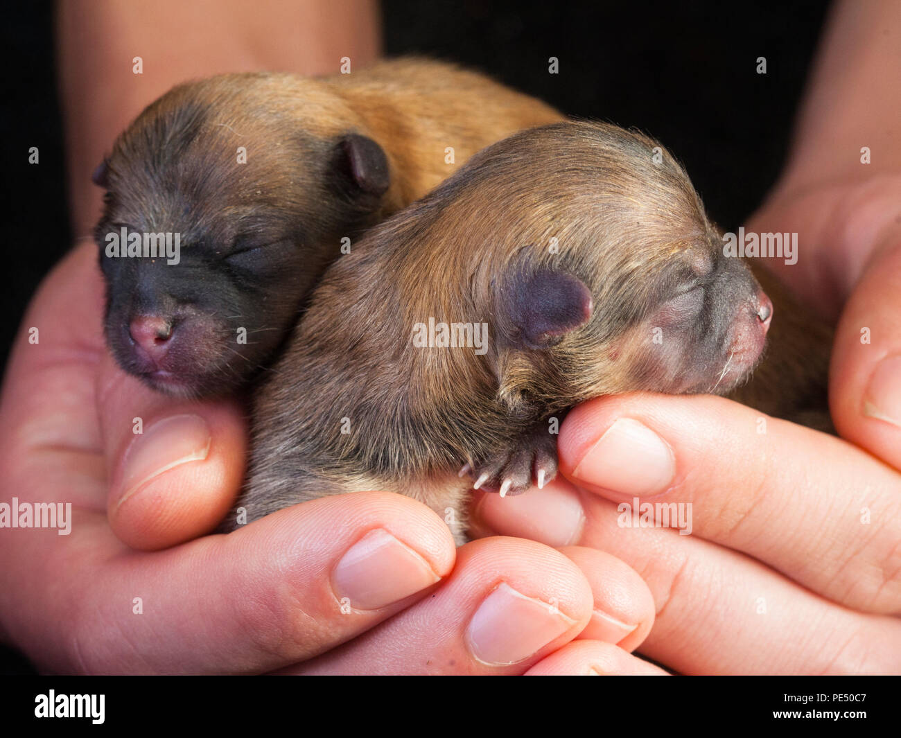 Couple de chiot Pomeranian nouveau-né dans les mains Banque D'Images