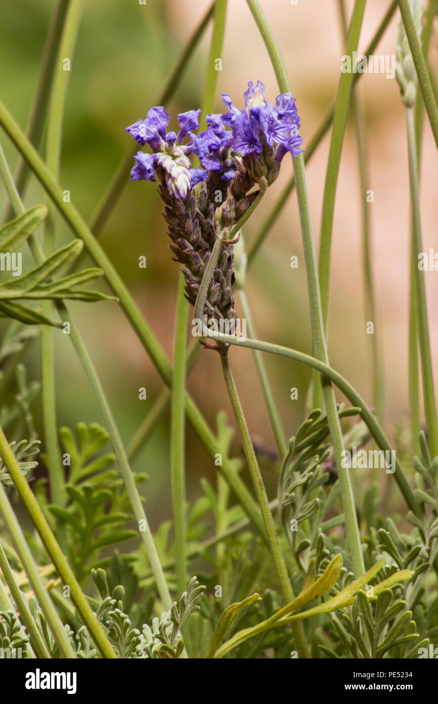 Plante de lavande et fleur de fougères dans un jardin Banque D'Images