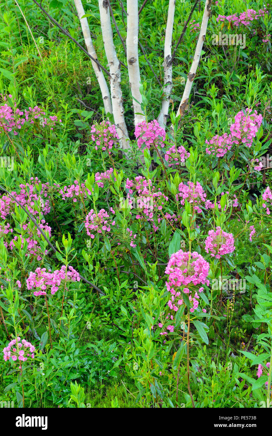 La floraison, Kalmia Kalmia angustifolia) avec des troncs de bouleau blanc, Grand Sudbury, Ontario, Canada Banque D'Images